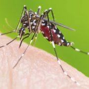 ¿Cómo prevenir el dengue? 6