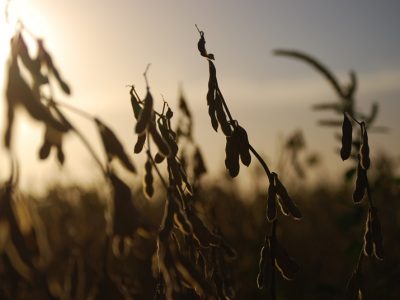 China importará un total 100 millones de toneladas de soja 7