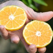 Presentan dos nuevas variedades de mandarinas saneadas 15