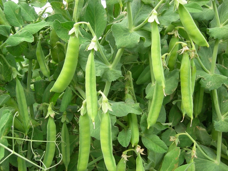 Destacan el potencial de la producción de alimentos a base de legumbres 2