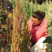 Quínoa en Tucumán: un cultivo con oportunidades 3