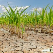 La Provincia ratifica la ayuda a productores afectados por la sequía 5